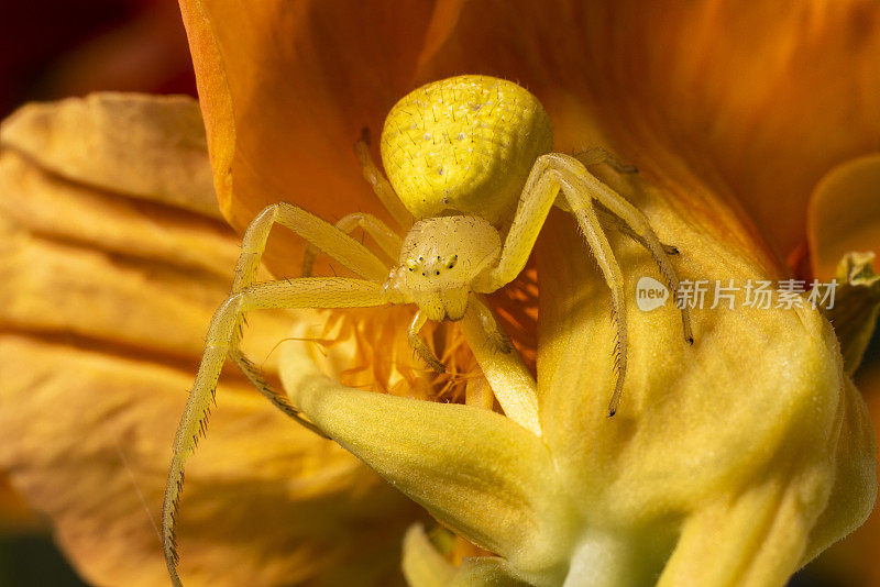 黄花蟹蛛(Misumena vatia)